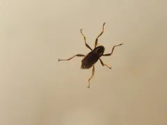 Macronychus glabratus thumbnail 1