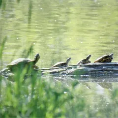 River Cooter thumbnail 3