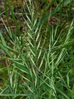 brome fescue thumbnail 2
