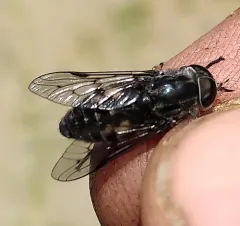 Hybomitra illota thumbnail 1