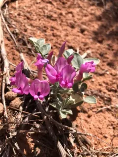 Cicada Milkvetch thumbnail 4