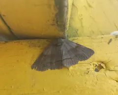 Oblique Zale Moth thumbnail 2