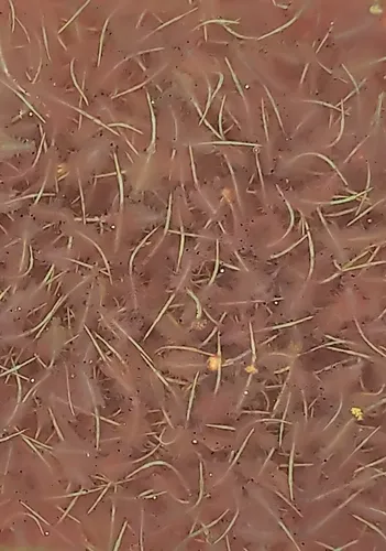 San Francisco Brine Shrimp