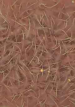 San Francisco Brine Shrimp thumbnail 1