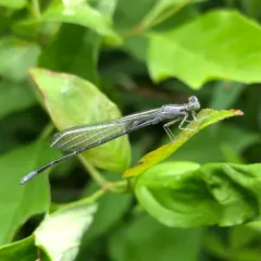 Slender Bluet thumbnail 1