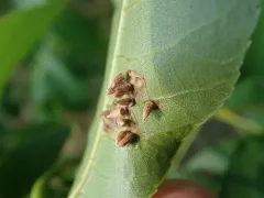Caryomyia striolata thumbnail 3
