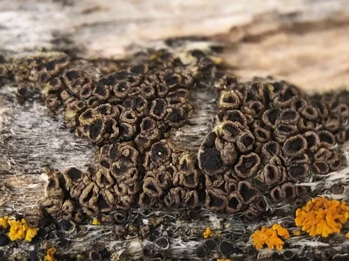 Rinodina olivaceobrunnea