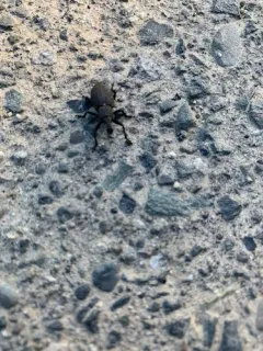 Plinthodes taeniatus thumbnail 3