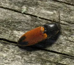 Poplar Click Beetle thumbnail 4