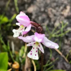 Small Round-leaved Orchid thumbnail 3
