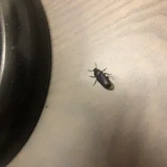 Yellow Mealworm Beetle thumbnail 4