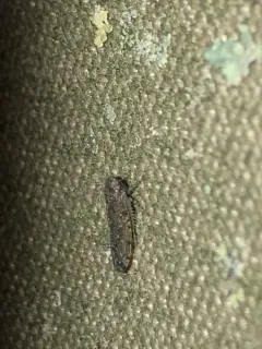 Bespeckled Leafhopper thumbnail 3