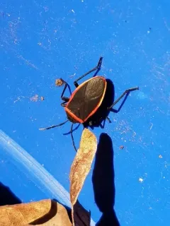 Largus cinctus thumbnail 1