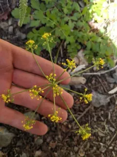 Kellogg's umbrellawort thumbnail 2