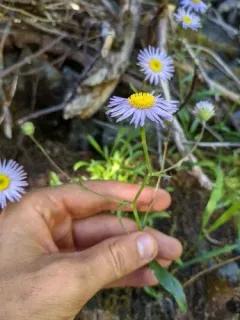 Siskiyou daisy thumbnail 1