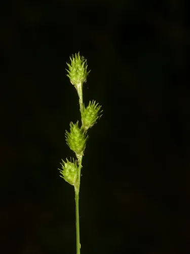 Greenwhite Sedge