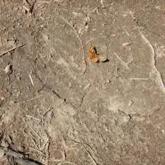 Black-banded Orange Moth thumbnail 2