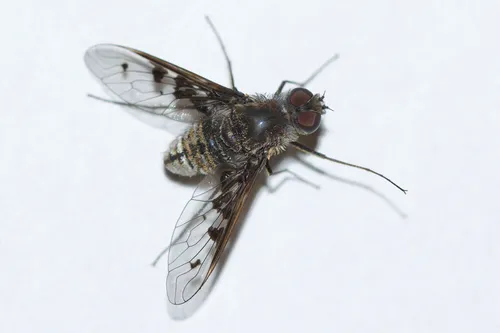 Anthrax albofasciatus