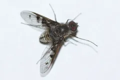 Anthrax albofasciatus thumbnail 1