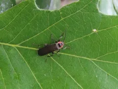 Rhaxonycha bilobata thumbnail 2