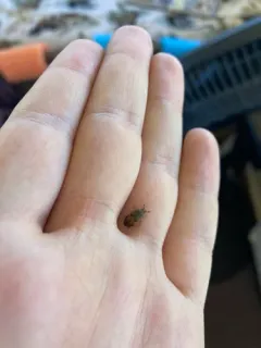 Dermestes signatus thumbnail 2