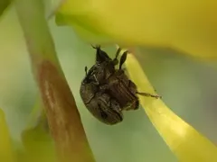 Rhinusa neta thumbnail 1