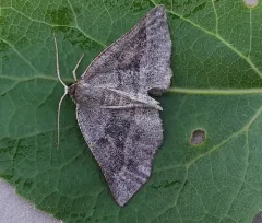 Warner's Metarranthis Moth thumbnail 2