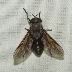 Chained Horse Fly thumbnail 3