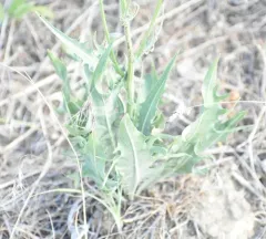 bearded hawksbeard thumbnail 4