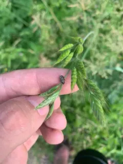 Neottiglossa tumidifrons thumbnail 3