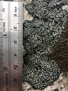 Rhizocarpon eupetraeum thumbnail 4