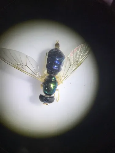 Cephalochrysa nigricornis