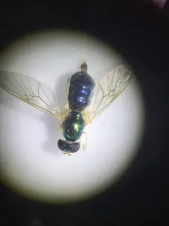 Cephalochrysa nigricornis thumbnail 1