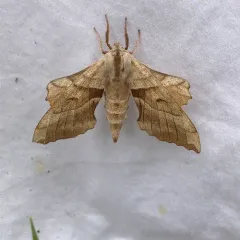 Walnut Sphinx thumbnail 3