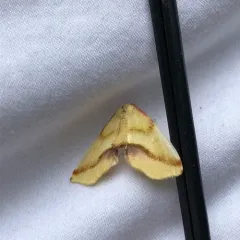 Lemon Plagodis Moth thumbnail 4