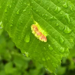 Elm Cockscomb Aphid thumbnail 2