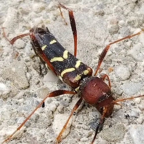 Red-headed Ash Borer