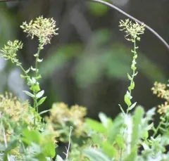 Lens-podded Hoary Cress thumbnail 3