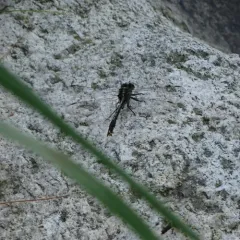 Lilypad Clubtail thumbnail 4