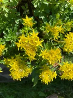 Hybrid Stonecrop thumbnail 3