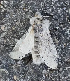 Furcula cinereoides thumbnail 2
