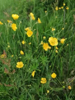 meadow buttercup thumbnail 4