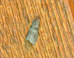 Black-banded Immyrla Moth thumbnail 2