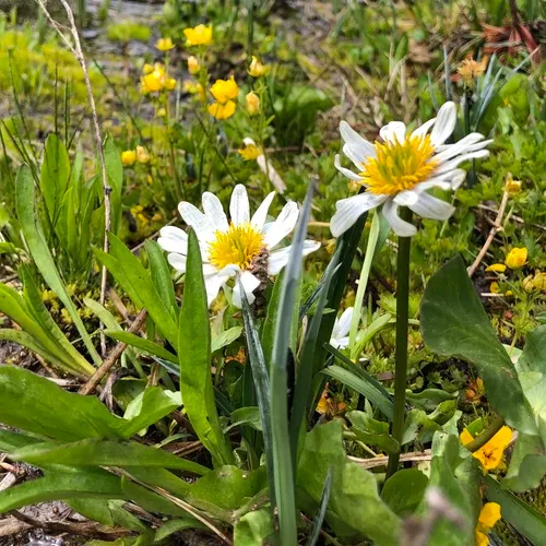 white marsh marigold
