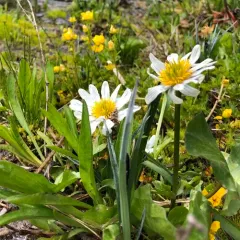 white marsh marigold thumbnail 1