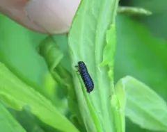 Groundselbush beetle thumbnail 3