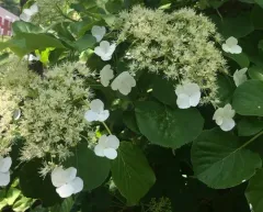 wild hydrangea thumbnail 4