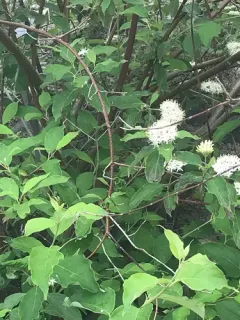 Stiff Dogwood thumbnail 4