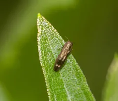 Agrilus egeniformis thumbnail 1