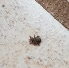 Cathormiocerus aristatus thumbnail 4